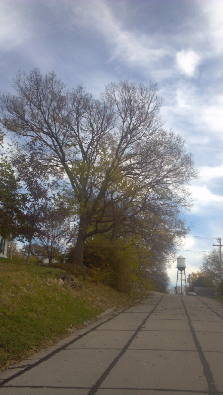 Hackberry tree_resized_2