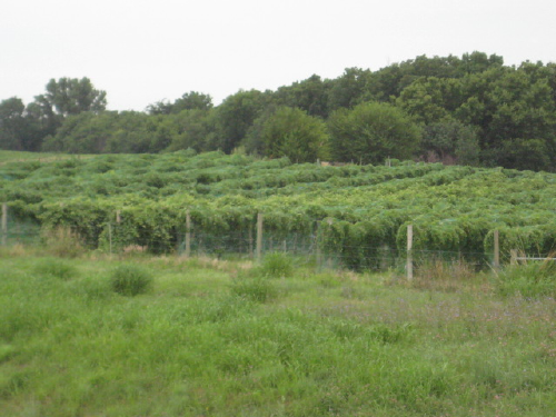 Hopeful_Farm