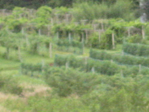Hopeful_Farm_2