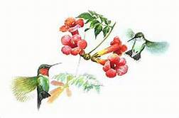 Hummingbirds