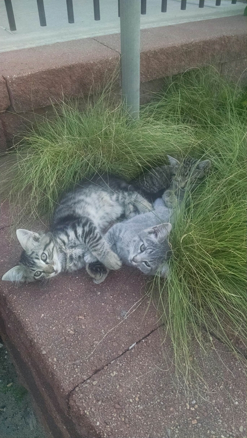 Kittens in_front_of_the_PO_500