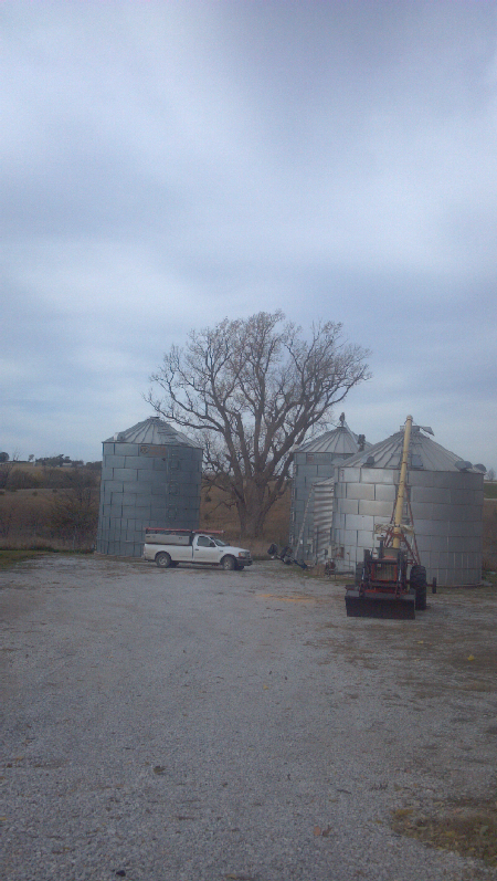Largest cottonwood_tree_in_Unadilla_resized_2
