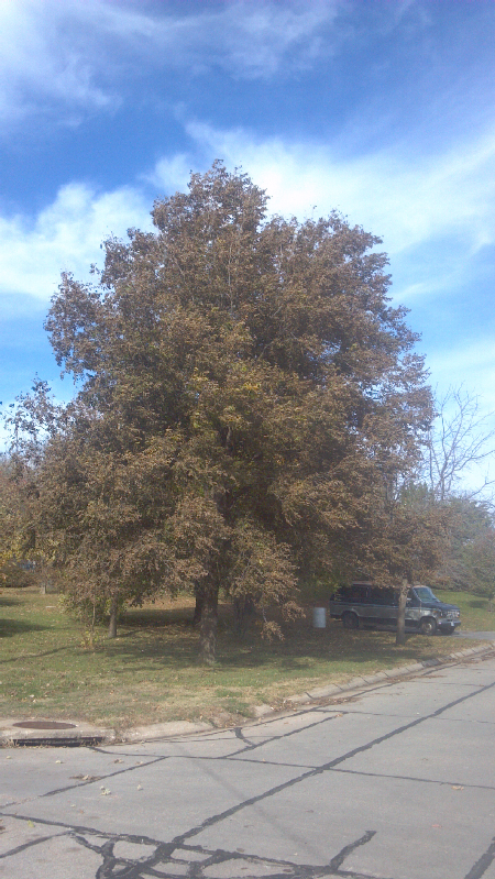 Largest pecan_tree_in_Unadilla_resized_2