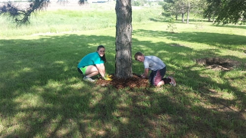 Madaline _Nolan_Werner_mulching_trees_500