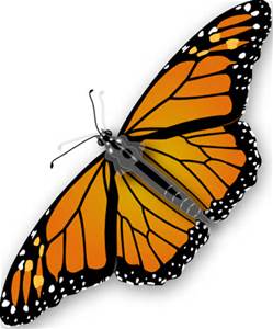 Monarch Butterfly