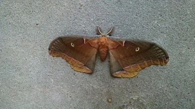 Moth