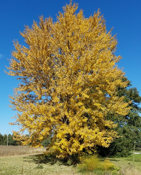 Our Oak_tree_490