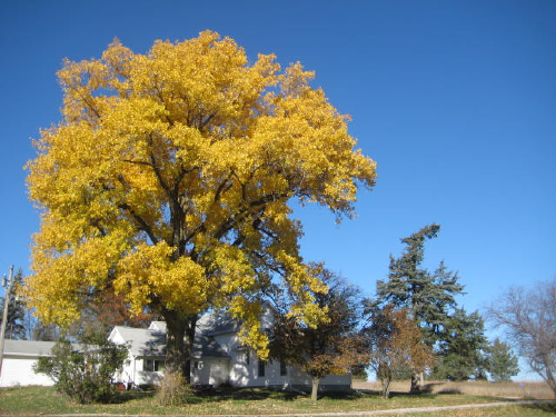 Our cottonwood_resized
