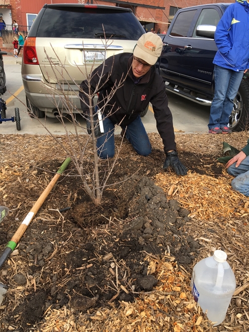 Planting shrub_500