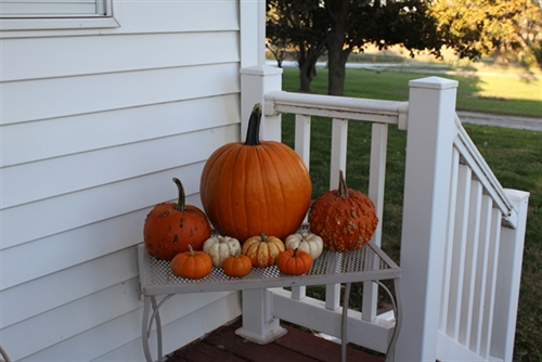 Pumpkin family_resized_2