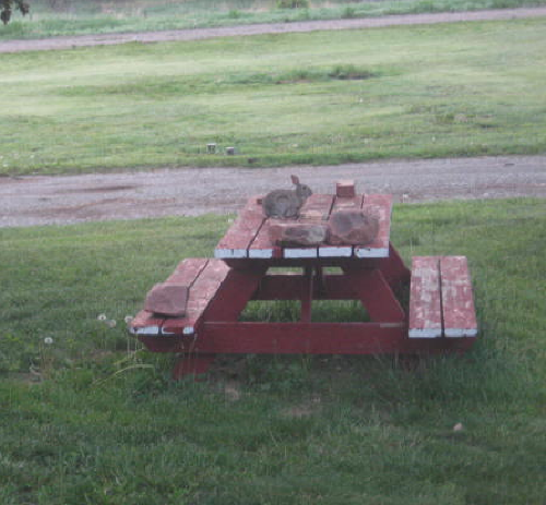 Rabbit on_the_picnic_table