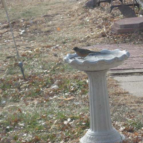 Robin in_birdbath