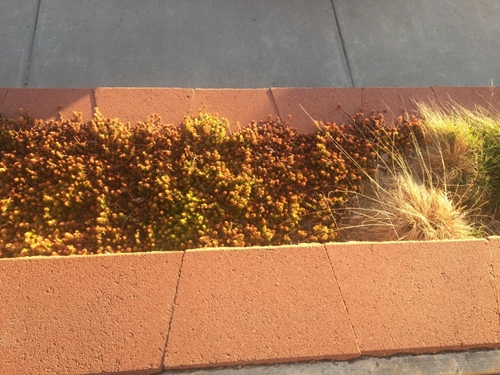 Sedum 500