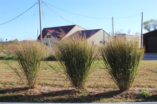 Switch grass_in_triangle_500