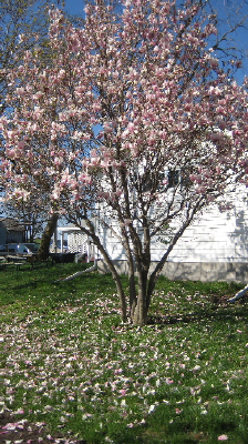 TREE 3