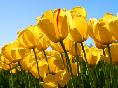 TULIP 3