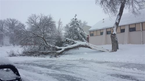 Tree damage_2_1_2015_500