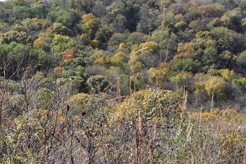 Waubonsie 2018_006_490