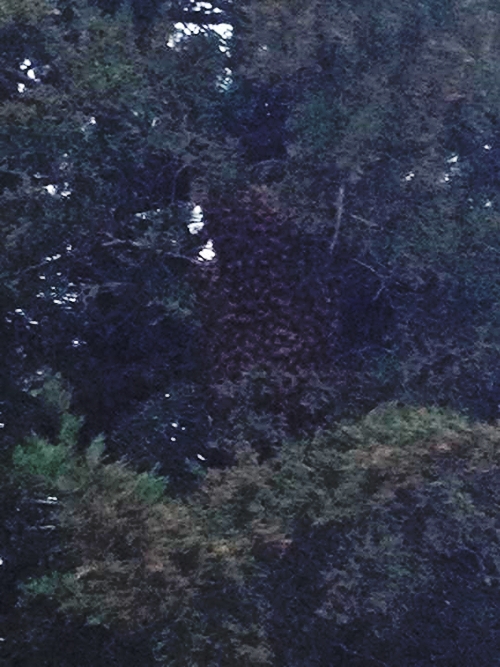 Zahns bee_swarm_500