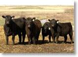 cattle