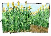 corn field_2