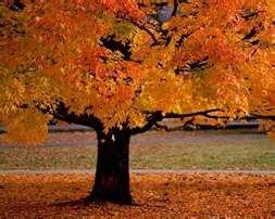 fall leaves