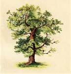 tree 1